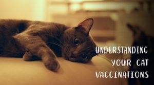 Cat Utopia Vaccinations