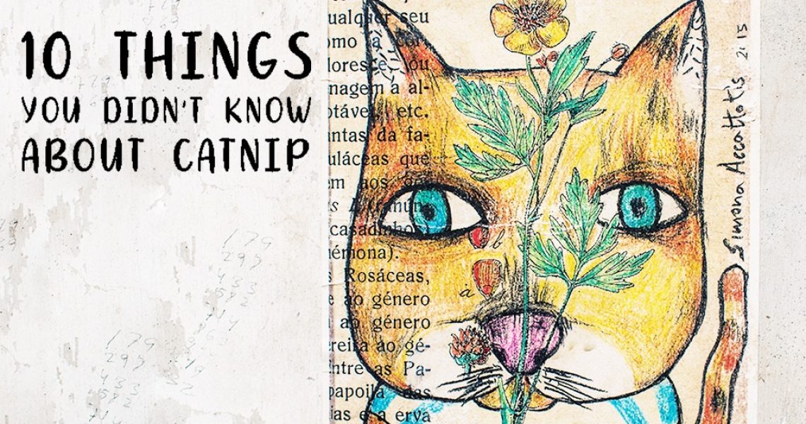 CAT-UTOPIA-CATNIP-BLOG