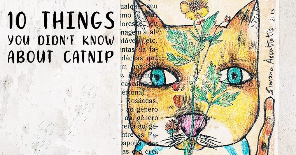 CAT-UTOPIA-CATNIP-BLOG