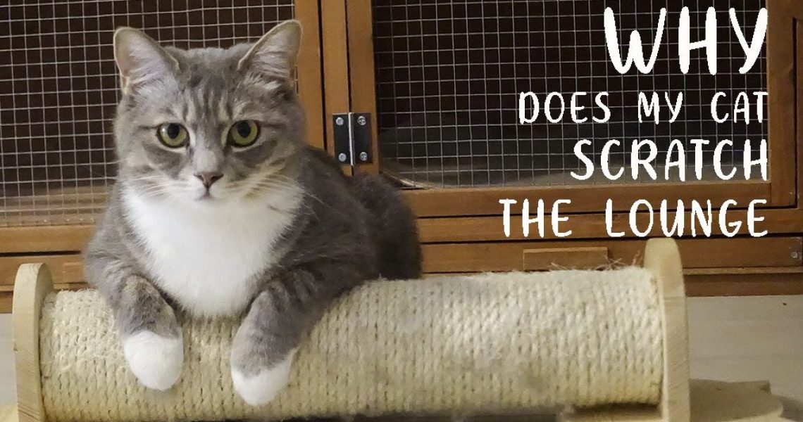 CAT UTOPIA SCRATCH BLOG