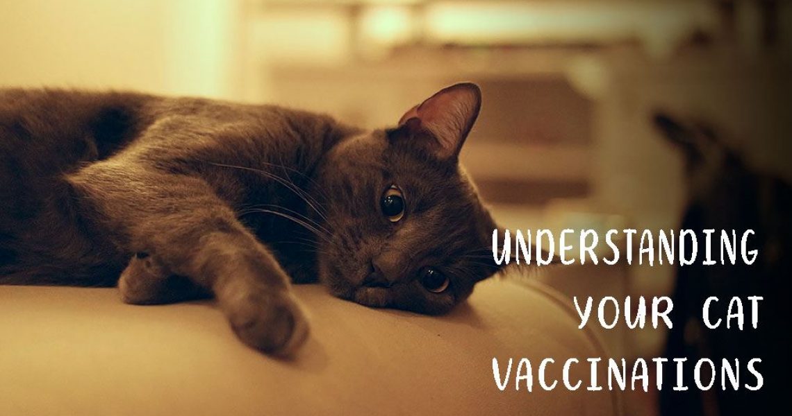 CAT UTOPIA - Vaccinations Blog