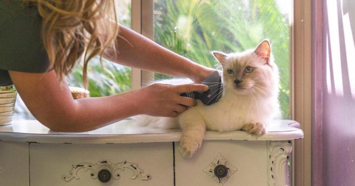 CAT-UTOPIA-boarding-BLOG copy