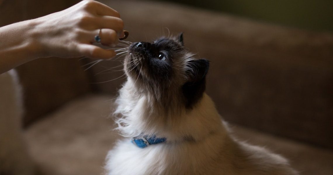 Cat Summer Body Blog