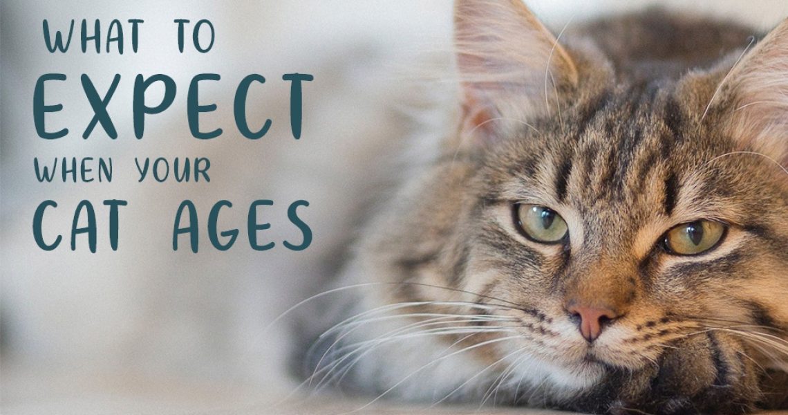 What To Expect Feature Image