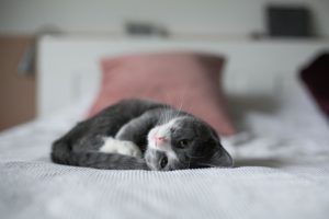 Adorable Kitten